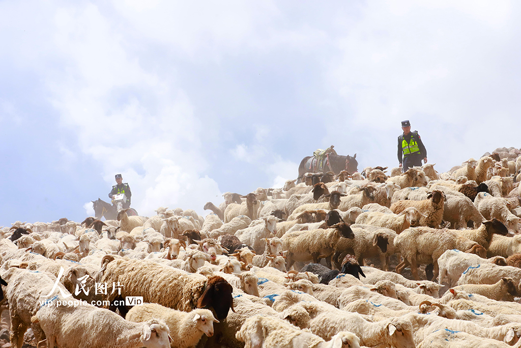 新疆阿克蘇:黨員服務隊護航牧區轉場路【2】