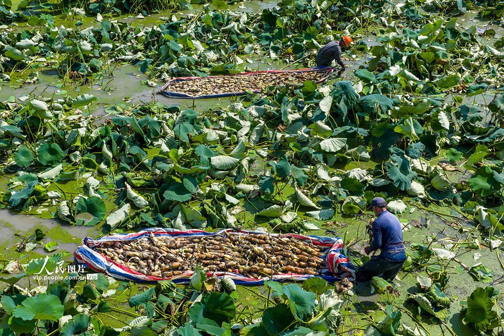 安徽廬江：花香藕 田頭香【2】