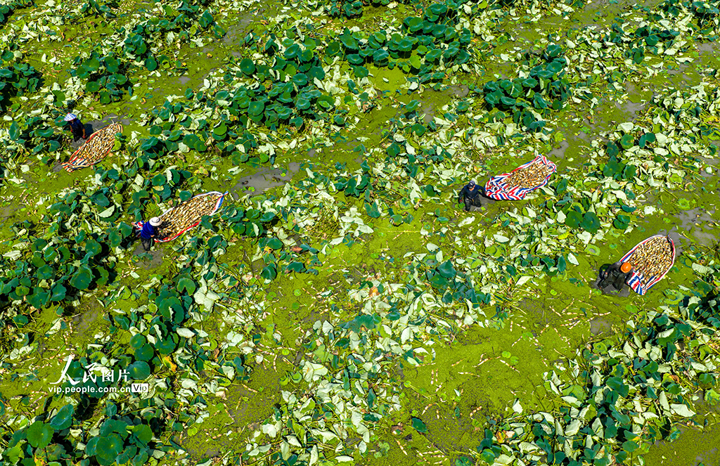 安徽廬江:花香藕 田頭香【3】