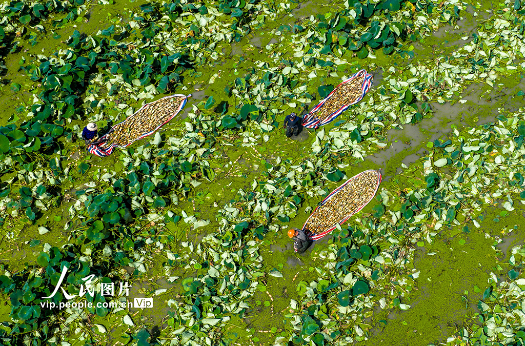 安徽廬江：花香藕 田頭香【5】