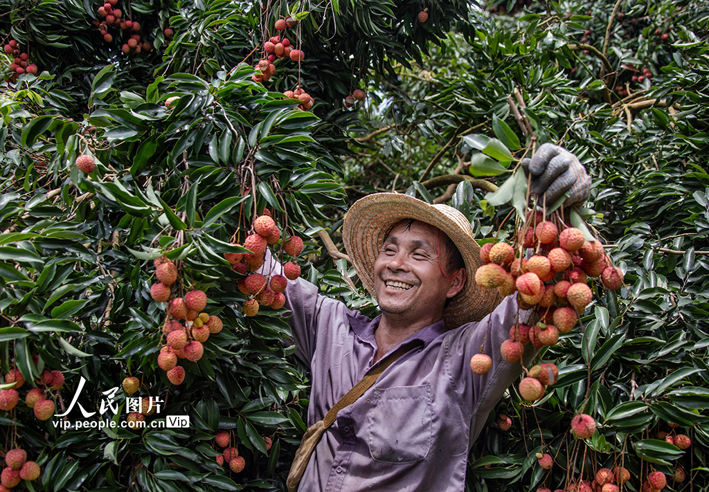 廣東高州：荔枝采收