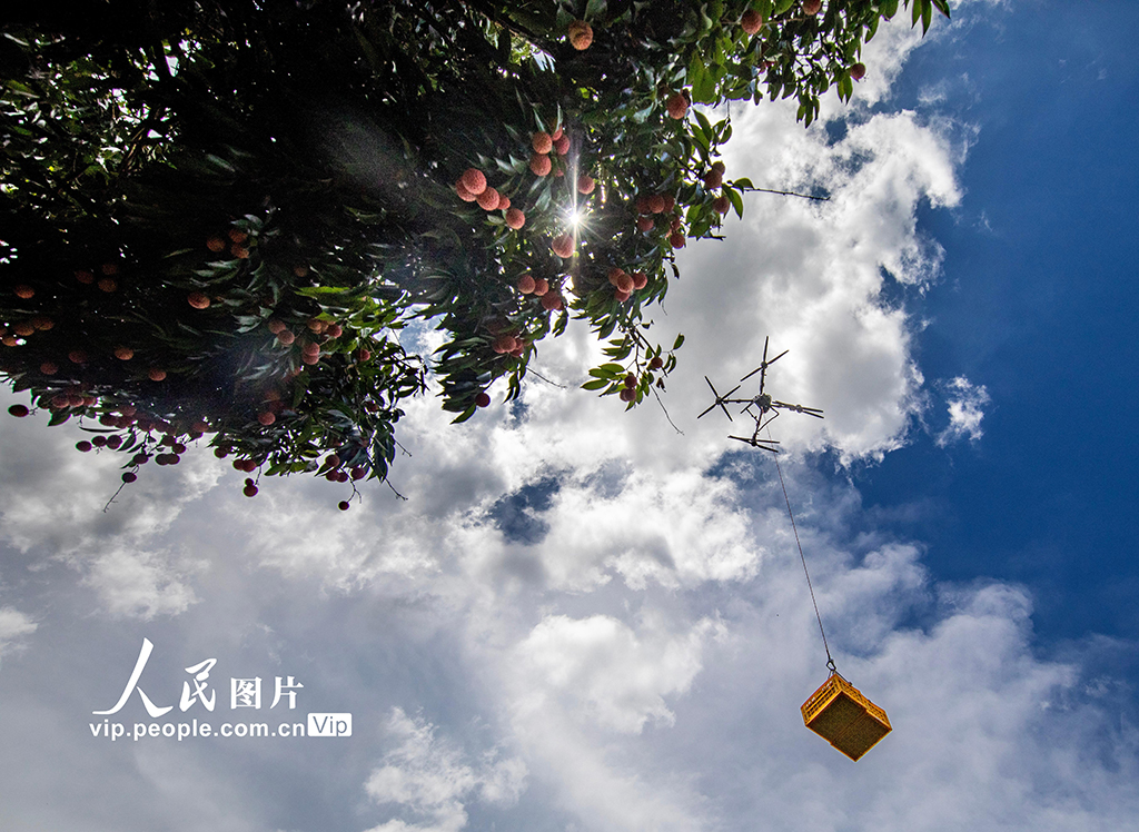 廣東高州:荔枝采收【2】