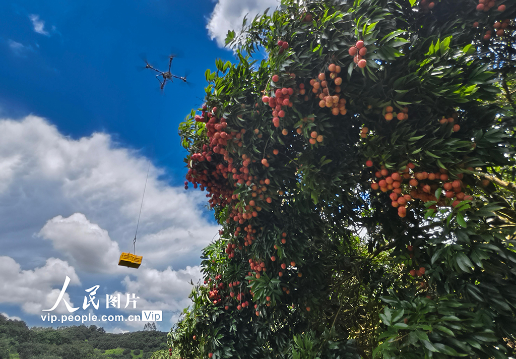 廣東高州:荔枝采收【4】