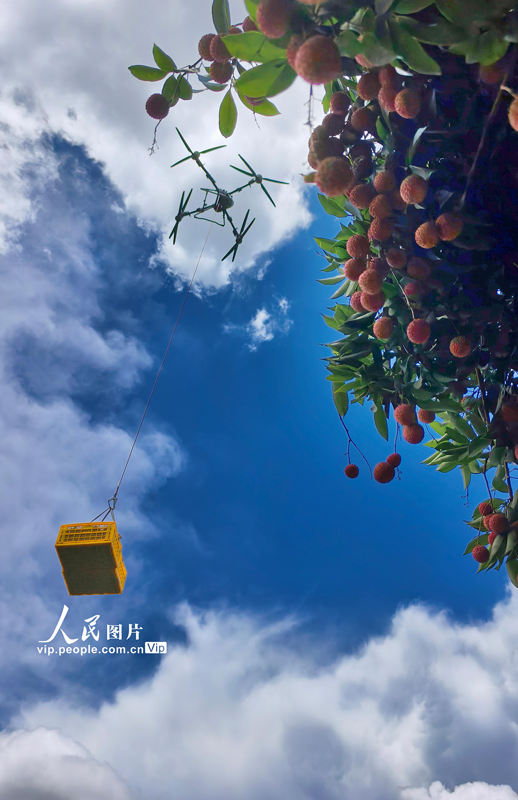 廣東高州:荔枝采收【5】