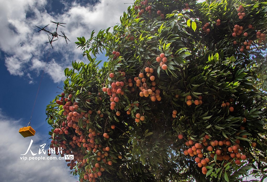 廣東高州:荔枝采收【3】