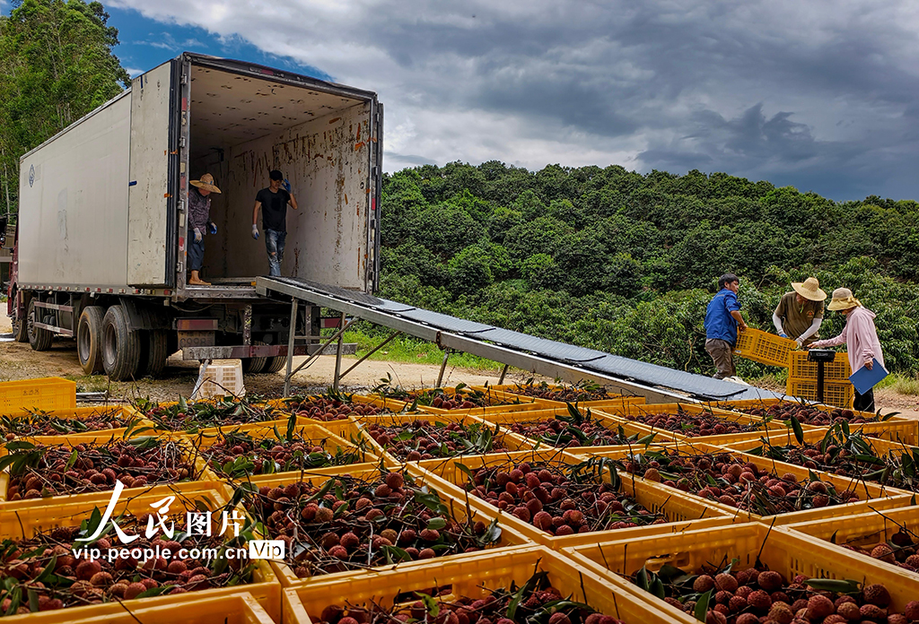 廣東高州:荔枝采收【6】
