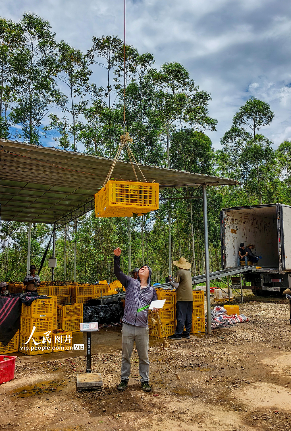 廣東高州：荔枝采收【7】