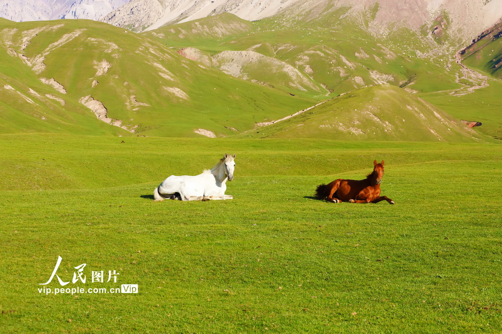 新疆溫宿：草原夏日勝景【4】