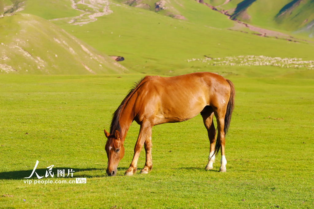 新疆溫宿:草原夏日勝景【2】