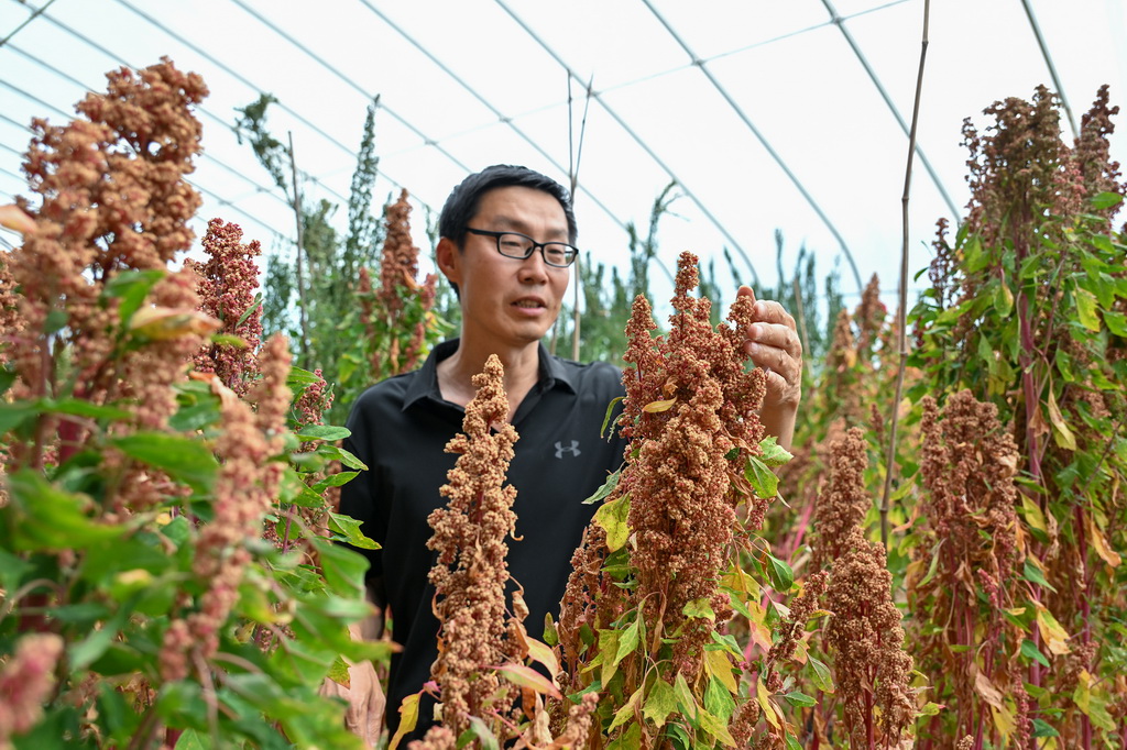 在山西省忻州市靜樂縣的中國藜麥之鄉產業園內，農藝師郝志峰在日光溫室育種試驗大棚內查看藜麥長勢（7月1日攝）。新華社記者 李鑫 攝