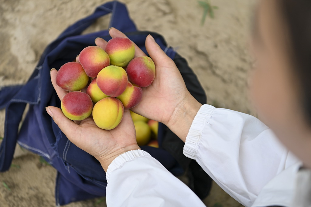 山西省呂梁市興縣蔡家崖村村民展示剛采摘的紅梅杏（7月1日攝）。新華社記者 楊晨光 攝