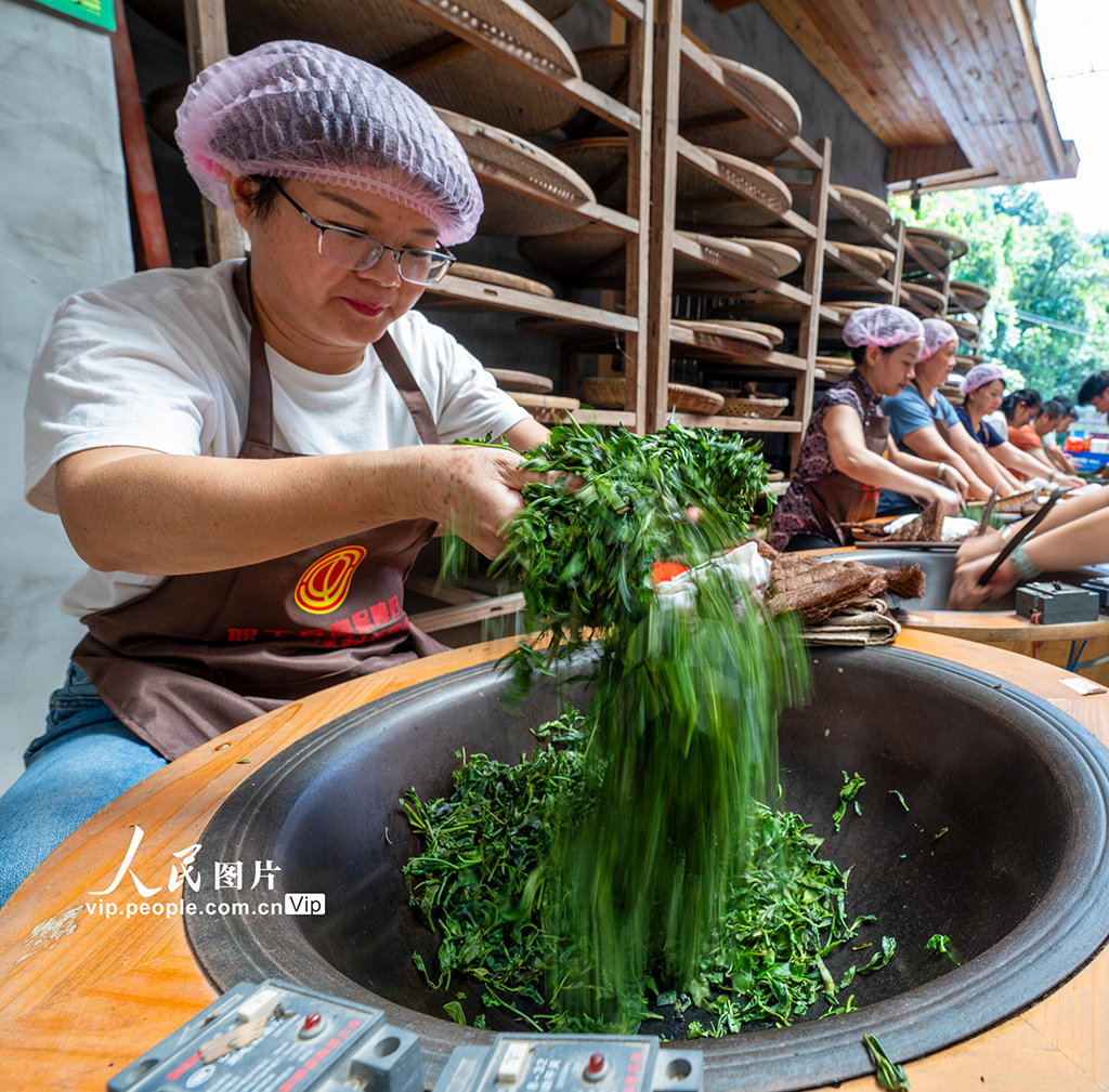 廣西蒼梧:制茶技能培訓促就業【3】