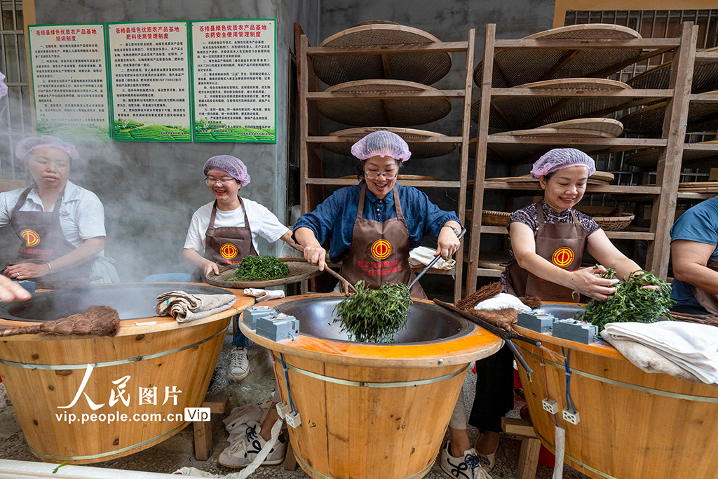 廣西蒼梧:制茶技能培訓促就業【2】