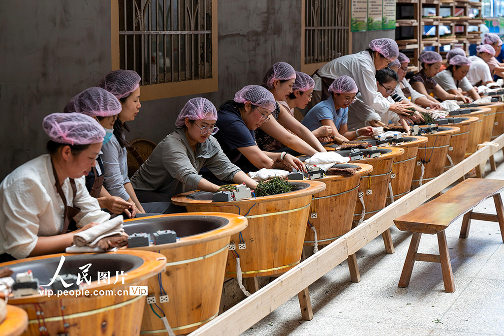 廣西蒼梧:制茶技能培訓促就業【4】