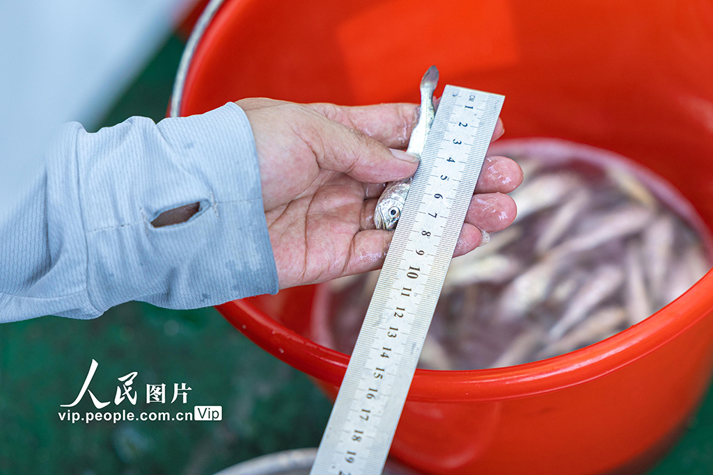 浙江溫嶺:東海開展增殖放流【4】