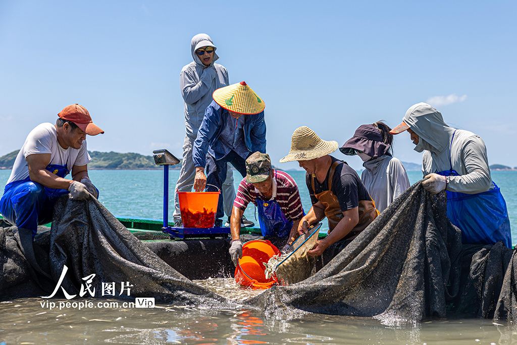 浙江溫嶺:東海開展增殖放流【3】