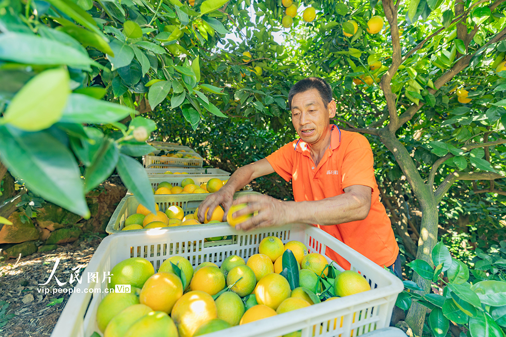 湖北秭歸：采摘夏橙 供應市場