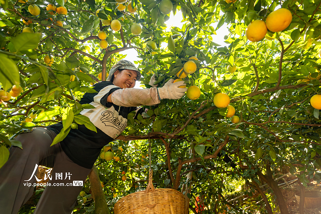 湖北秭歸:采摘夏橙 供應市場【3】