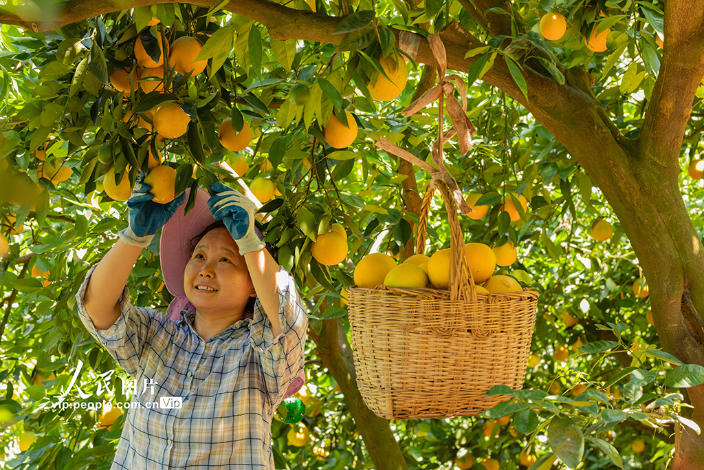 湖北秭歸:采摘夏橙 供應市場【4】