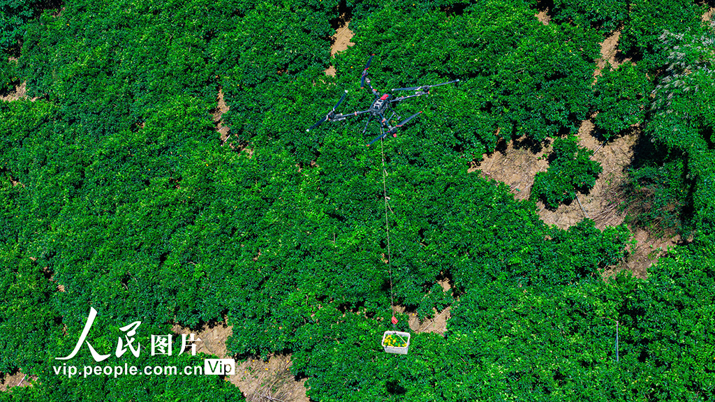 湖北秭歸:采摘夏橙 供應市場【5】