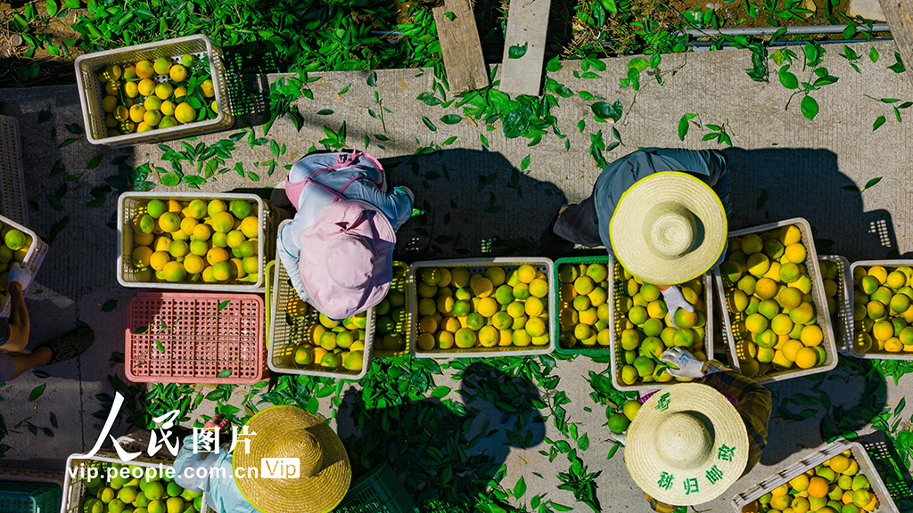 湖北秭歸:采摘夏橙 供應市場【6】