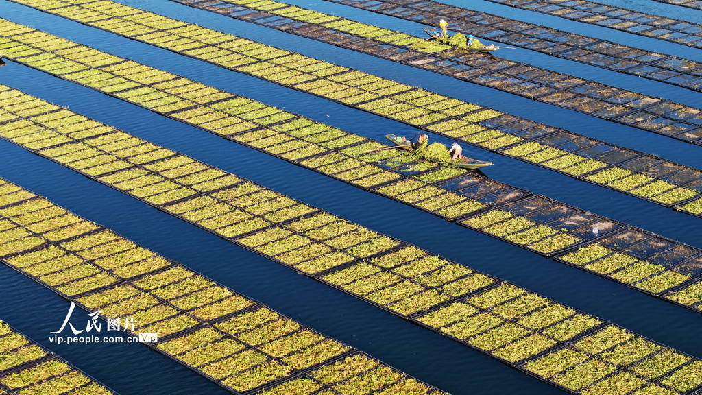 浙江淳安:生態浮島“夏種”忙【2】