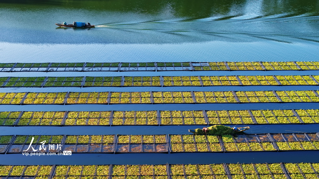 浙江淳安:生態浮島“夏種”忙【3】