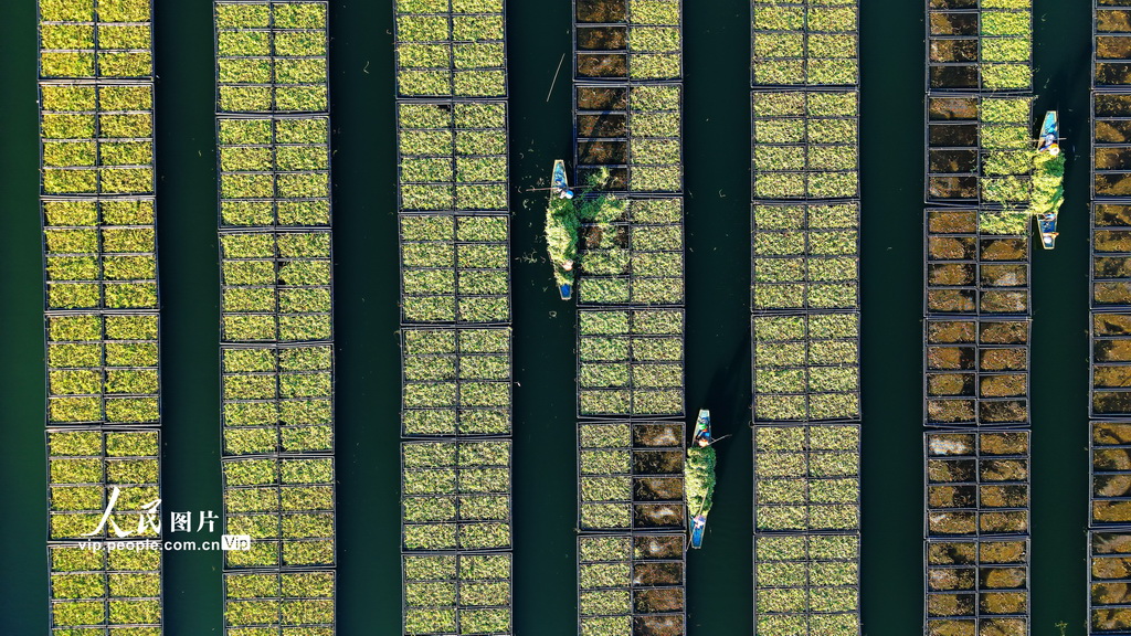 浙江淳安:生態浮島“夏種”忙【4】