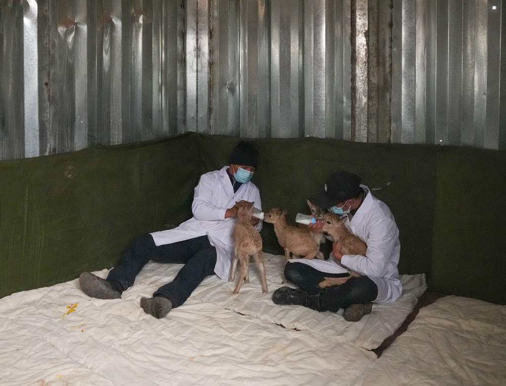 巡山隊員在可可西里卓乃湖保護站給救助的小藏羚羊喂奶（7月2日攝）。