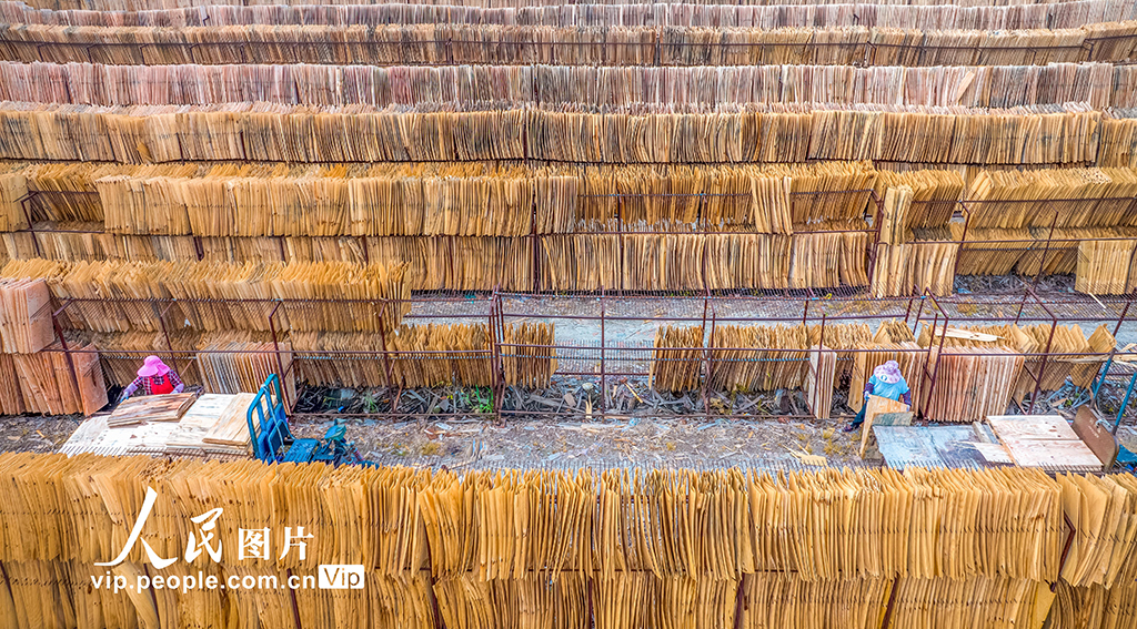 江蘇沭陽：晾曬板材【3】