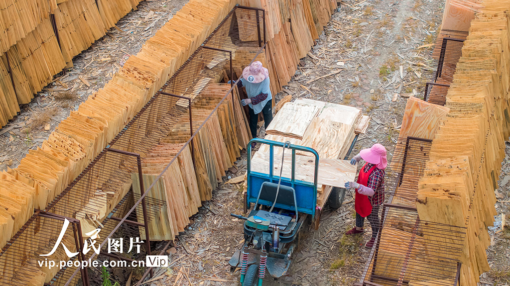 江蘇沭陽：晾曬板材【5】