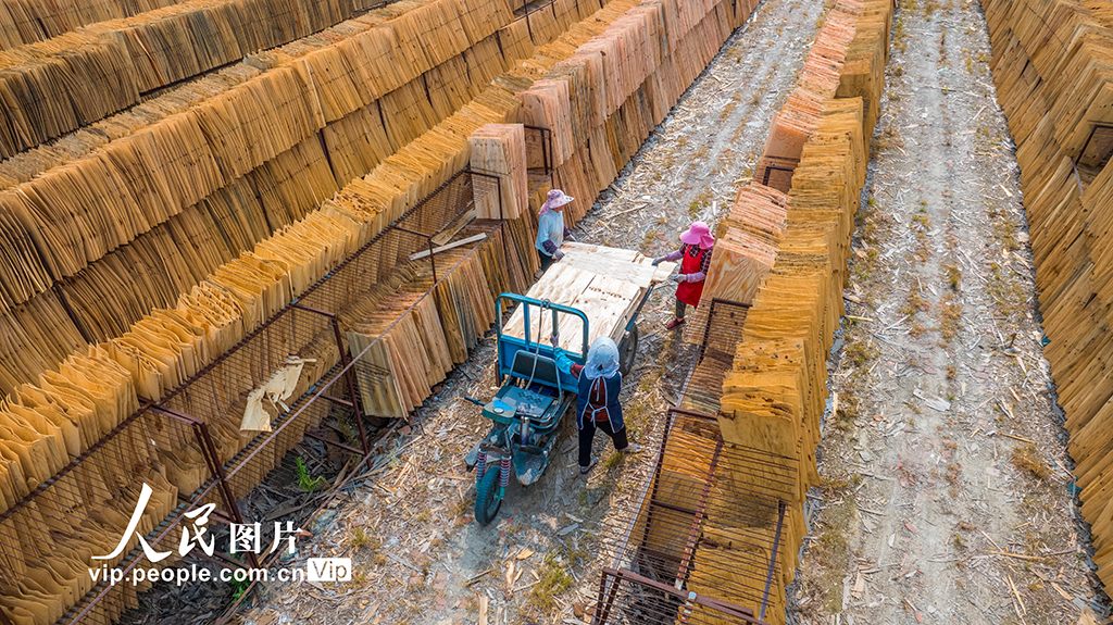 江蘇沭陽：晾曬板材【6】