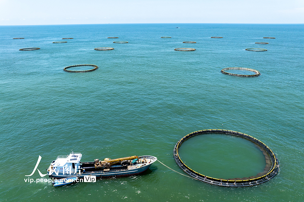 廣東茂名：大力發展海上養殖業【4】