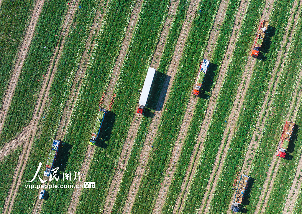 新疆昌吉：西瓜暢銷【6】