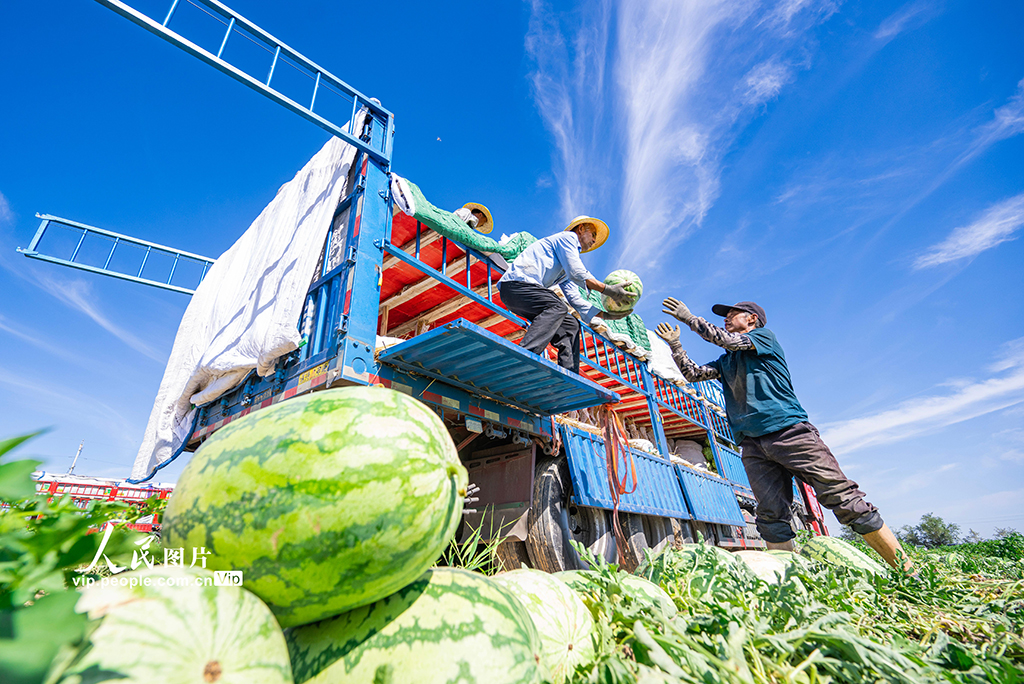 新疆昌吉：西瓜暢銷【2】