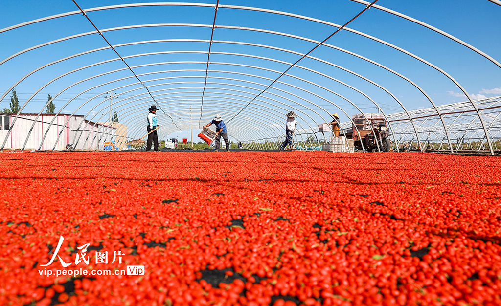 甘肅金塔：枸杞豐收【4】