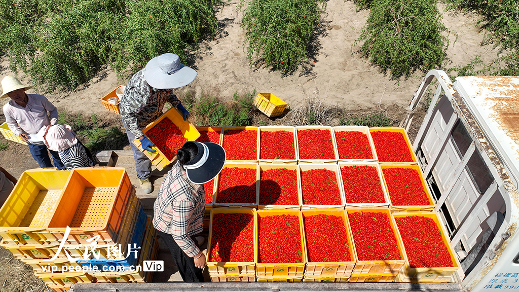 甘肅金塔：枸杞豐收【5】
