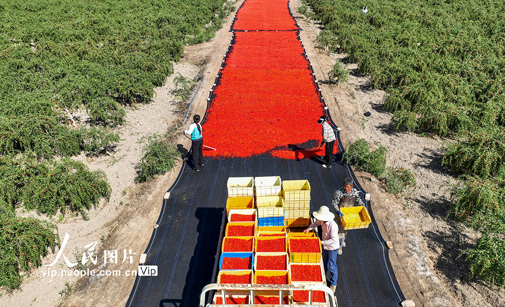 甘肅金塔:枸杞豐收【2】