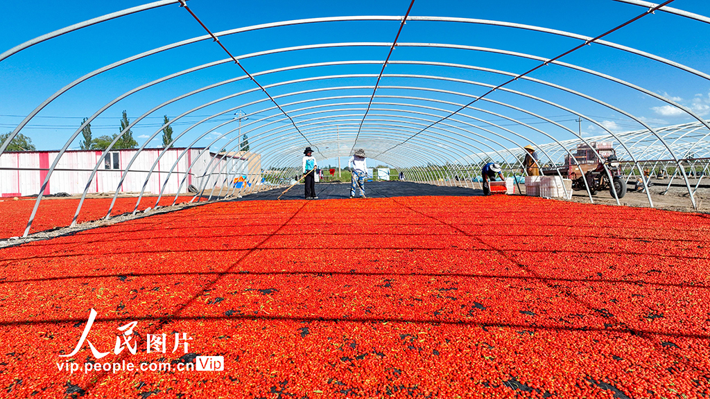 甘肅金塔:枸杞豐收【3】