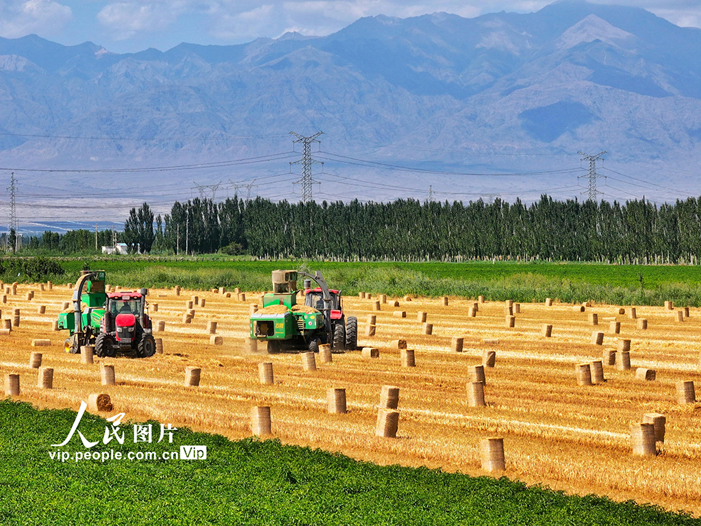 麥秸回收 環保增收【4】