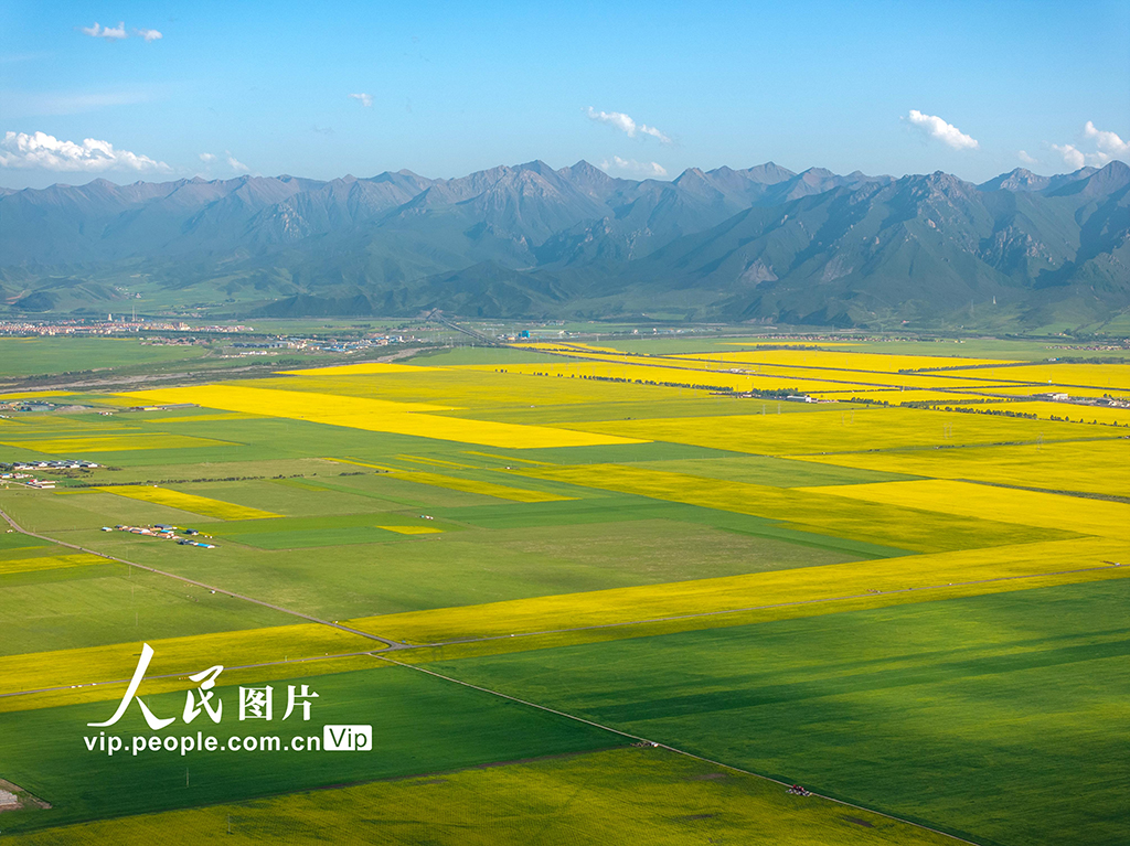 青海門源：油菜花開【3】