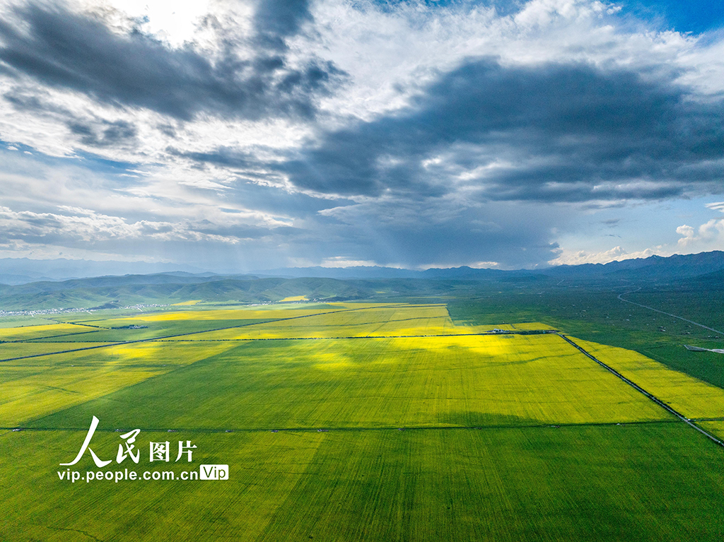 青海門源：油菜花開【2】