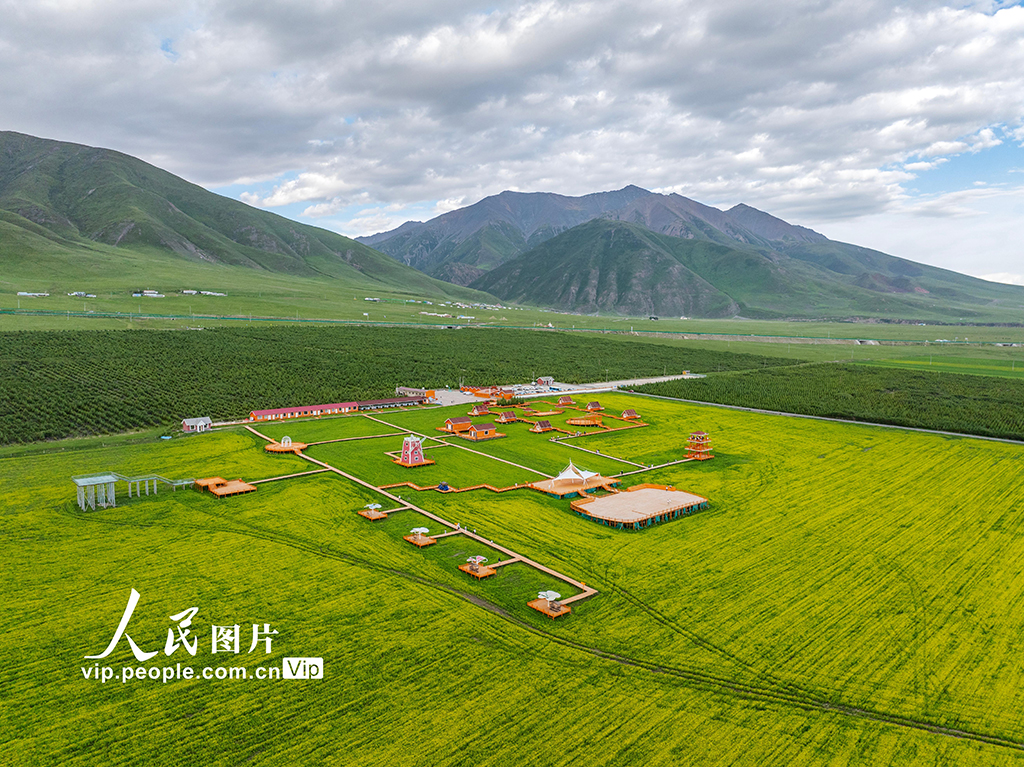 青海門源：油菜花開【4】