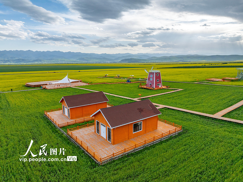 青海門源：油菜花開【5】