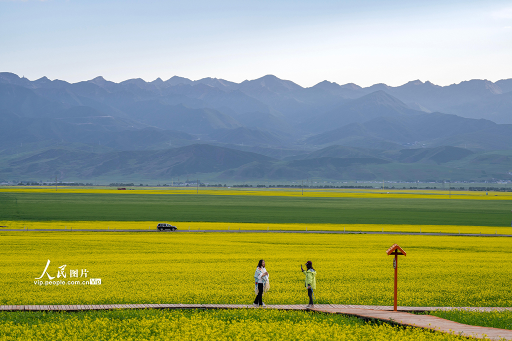 青海門源：油菜花開【6】