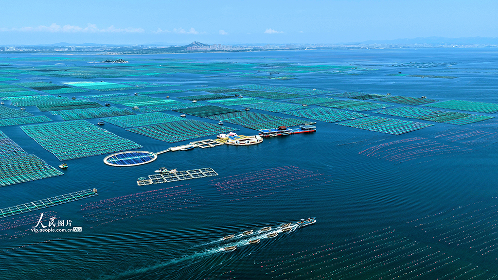 山東榮成：海洋牧場“唱響”海上漁歌【3】