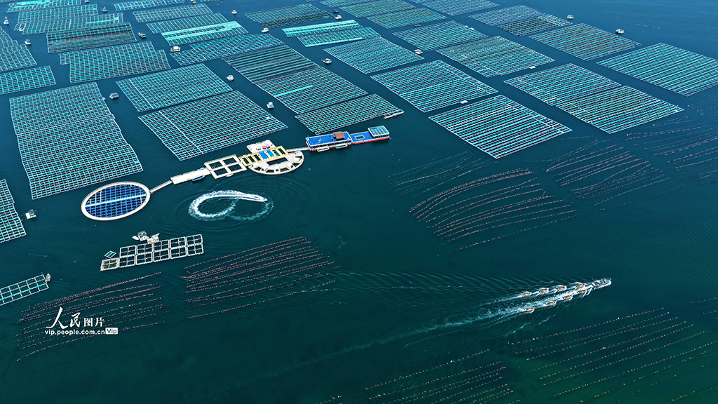 山東榮成:海洋牧場“唱響”海上漁歌【4】