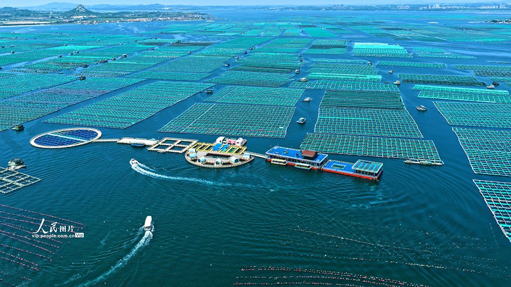 山東榮成:海洋牧場“唱響”海上漁歌【5】