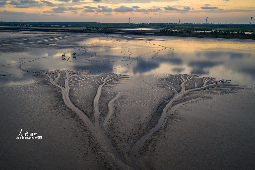 江蘇鹽城:黃海濕地現“潮汐樹”景觀【5】
