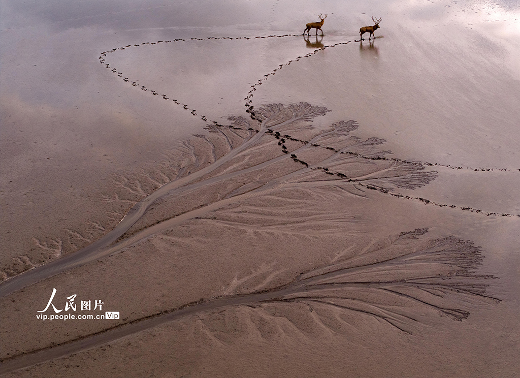 江蘇鹽城:黃海濕地現“潮汐樹”景觀【4】